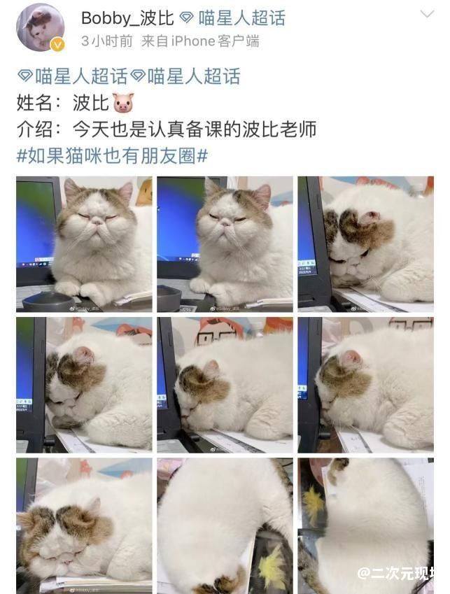 云吸猫游戏征集代言人，参赛区沦为大型晒猫交友现场