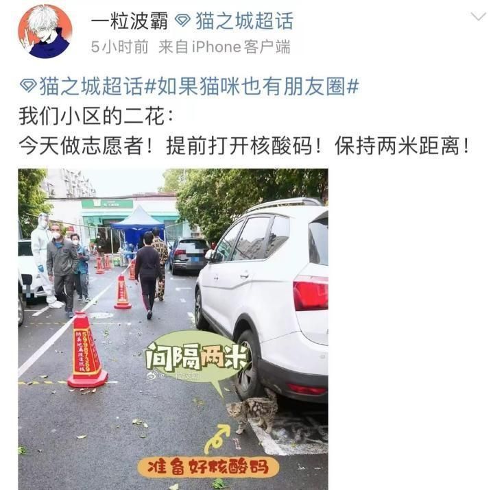 云吸猫游戏征集代言人，参赛区沦为大型晒猫交友现场